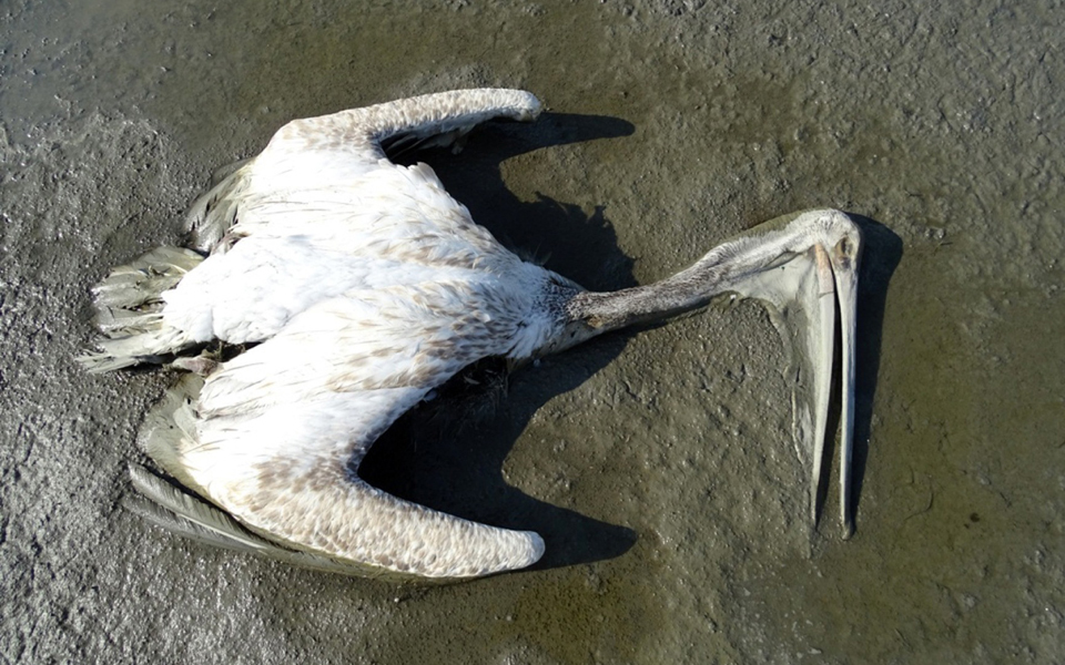 επιστημονικά-ξίφη-για-τα-νεκρά-πουλ-2146969