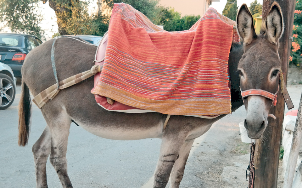 ηλθαν-με-τα-πρωτοβρόχια-2148010