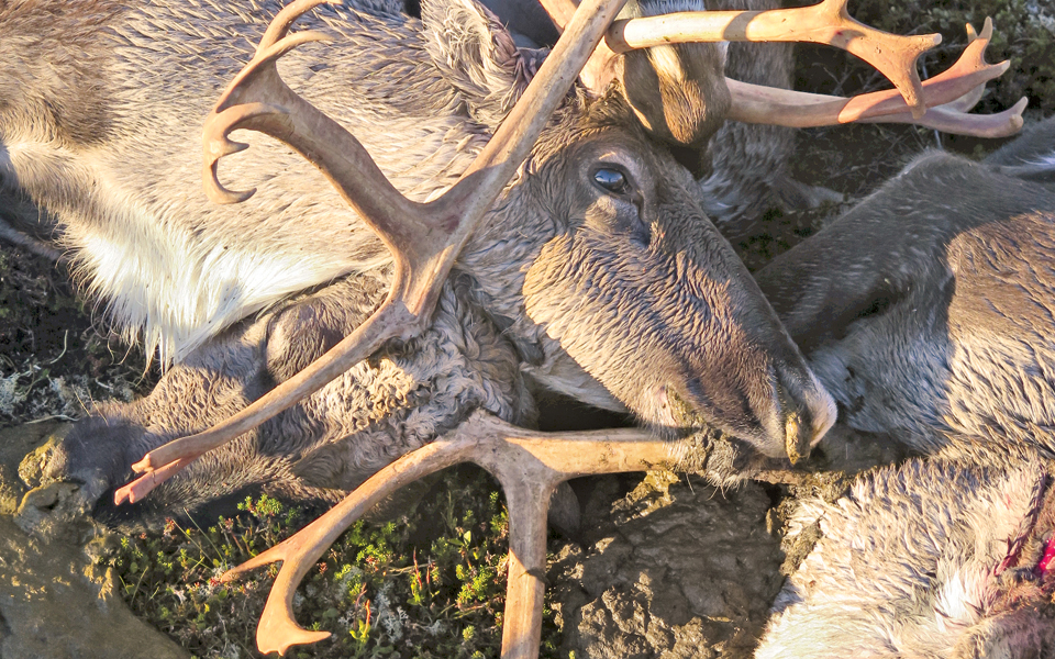 το-μήνυμα-των-νεκρών-ταράνδων-2148606
