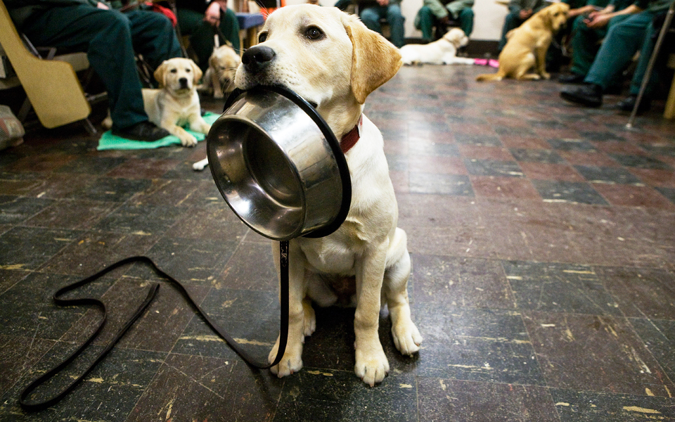 για-τους-σκύλους-έχει-σημασία-το-τι-λέμ-2148582