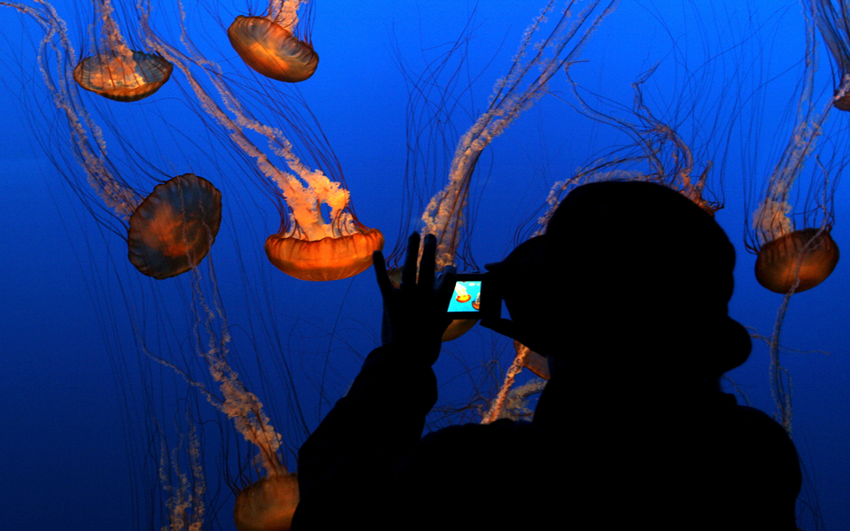 η-μοναξιά-των-ενυδρείων-2145478