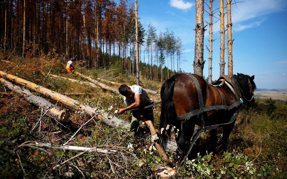 πευκοδάση-στη-βουλγαρία-απειλούνται-2150625