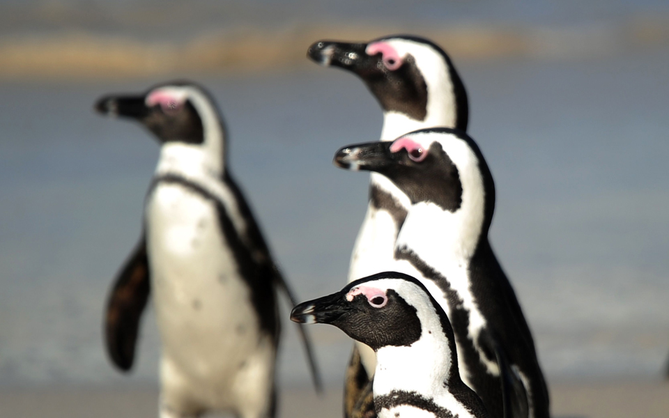 προς-αναζήτηση-του-αφρικανικού-πιγκο-2153080