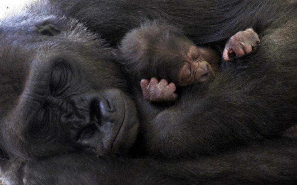 κίνδυνος-αφανισμού-για-γορίλες-της-αφ-2149415