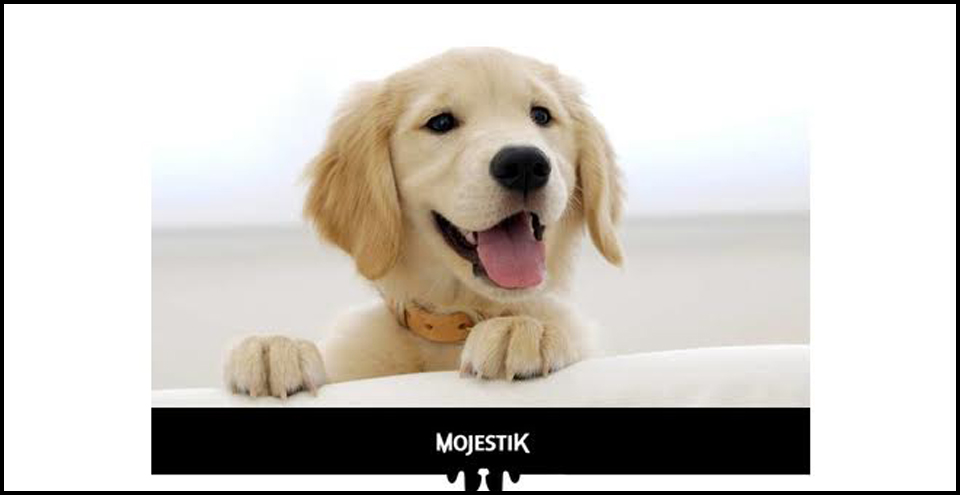 νέα-ελληνική-premium-ξηρά-τροφή-για-το-σκύλο-2149938