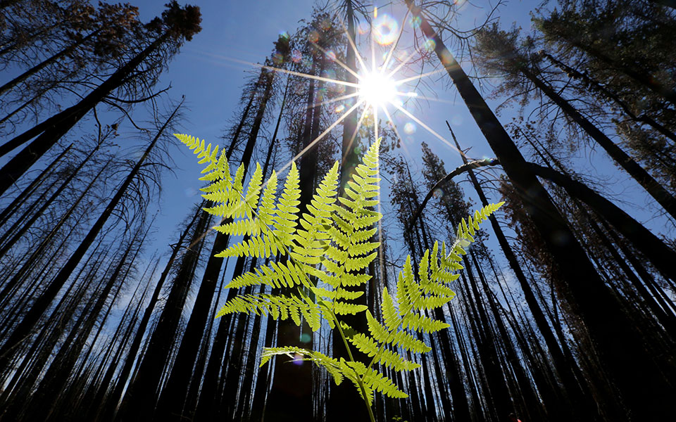 λιγοστεύει-το-οξυγόνο-στη-γη-2152142