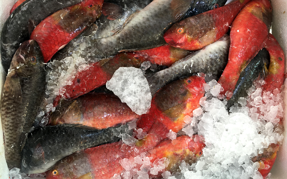 σκάροι-από-την-κάρπαθο-στην-πάρο-του-2150307