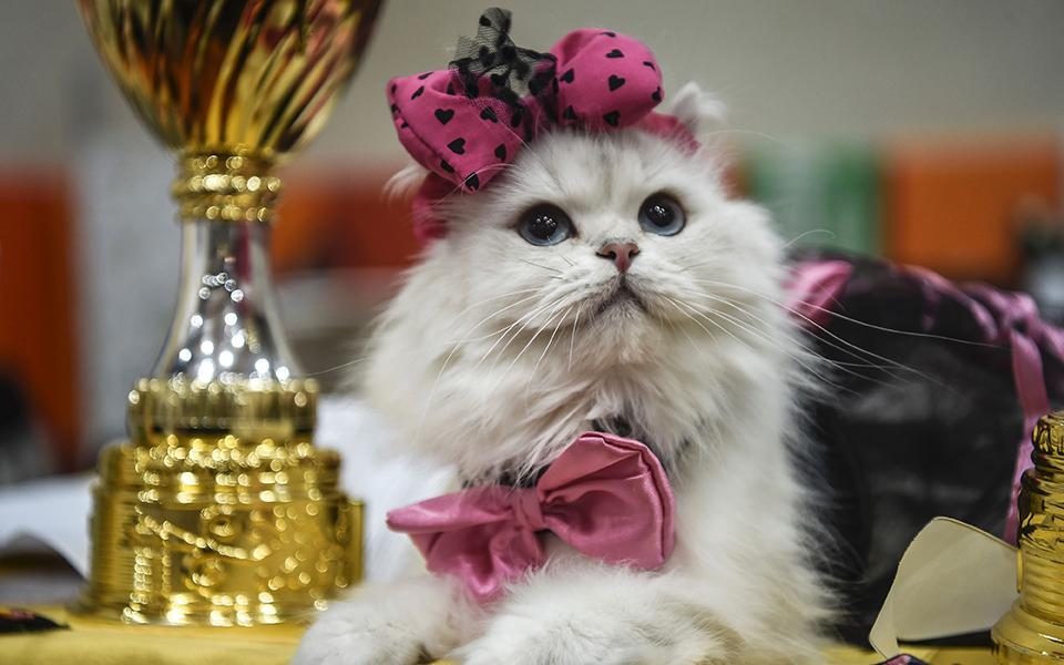 φωτογραφήματα-2156156