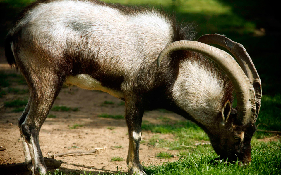 τα-καταφύγια-του-κρητικού-αίγαγρου-με-2157035