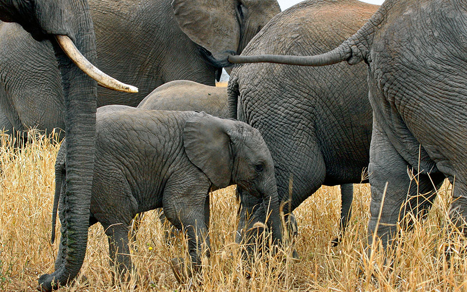 τανζανία-οικογενειακώς-2155584