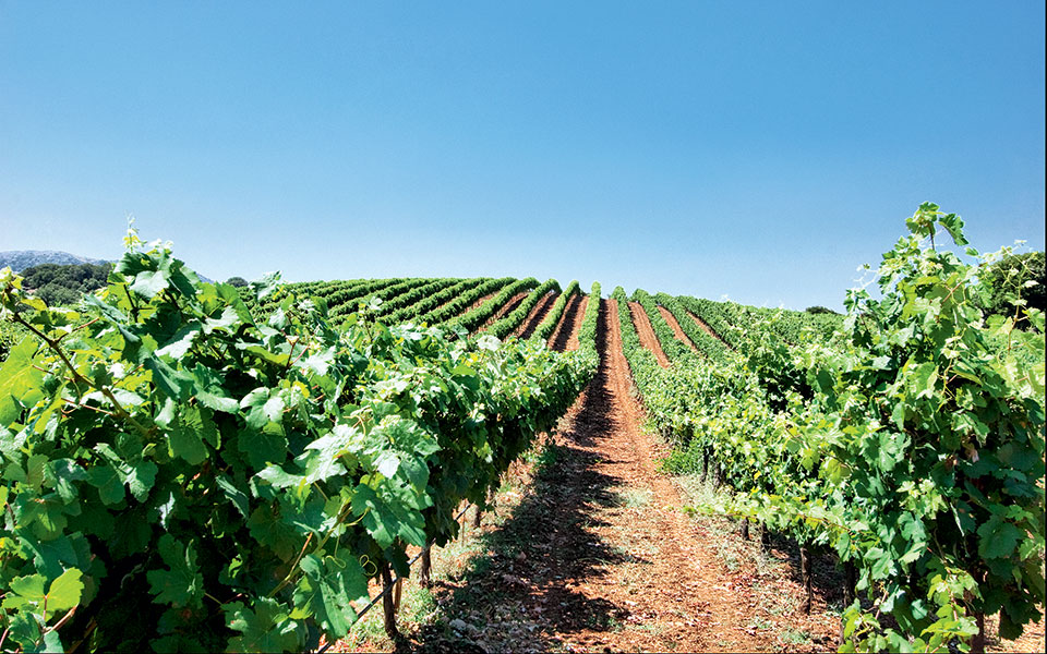 οι-δρόμοι-του-κρασιού-2156284