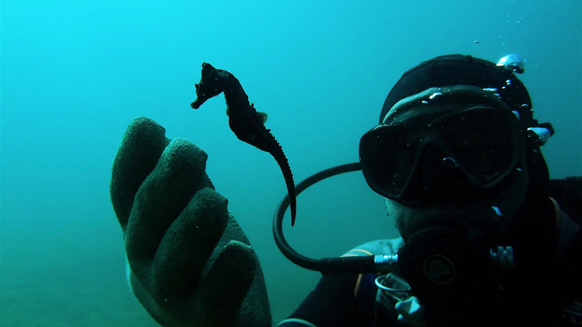 το-αλογάκι-της-θάλασσας-2155821