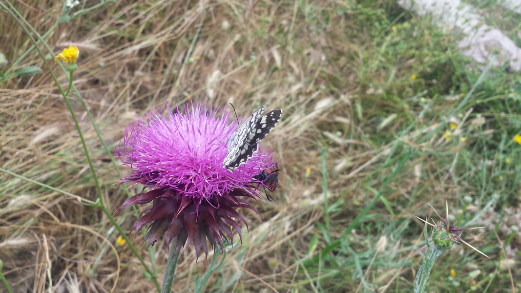 θεσσαλονίκη-οι-πεταλούδες-ως-δείκτες-2156853