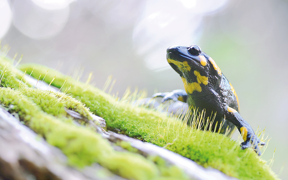 για-πρώτη-φορά-στην-eλλάδα-το-1ο-eρπετολο-2158625