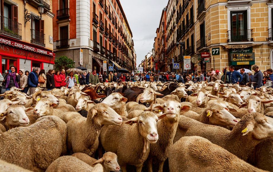 η-παρέλαση-των-αμνών-2159415