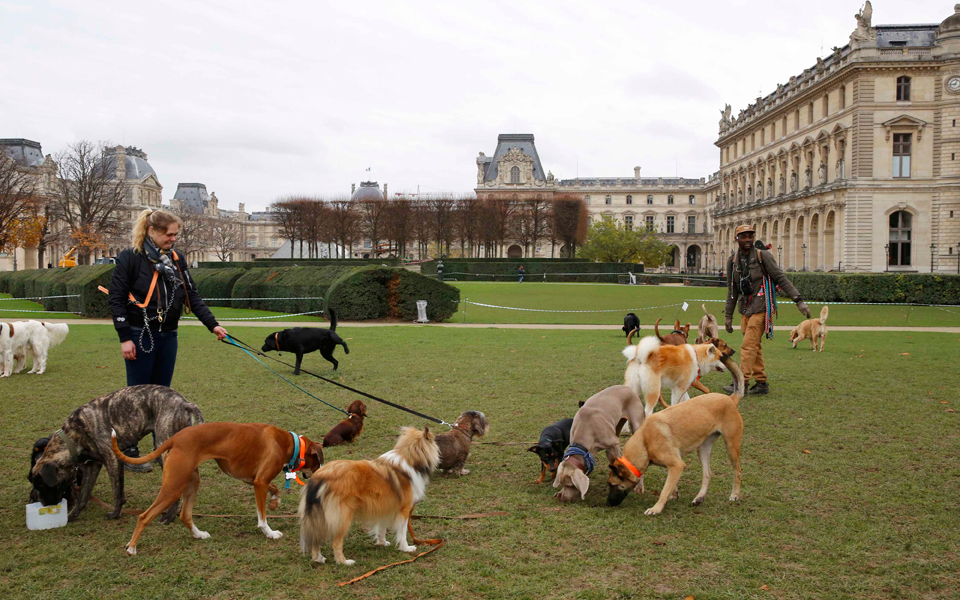 νέα-στοιχεία-για-τη-μνήμη-των-σκύλων-2162581