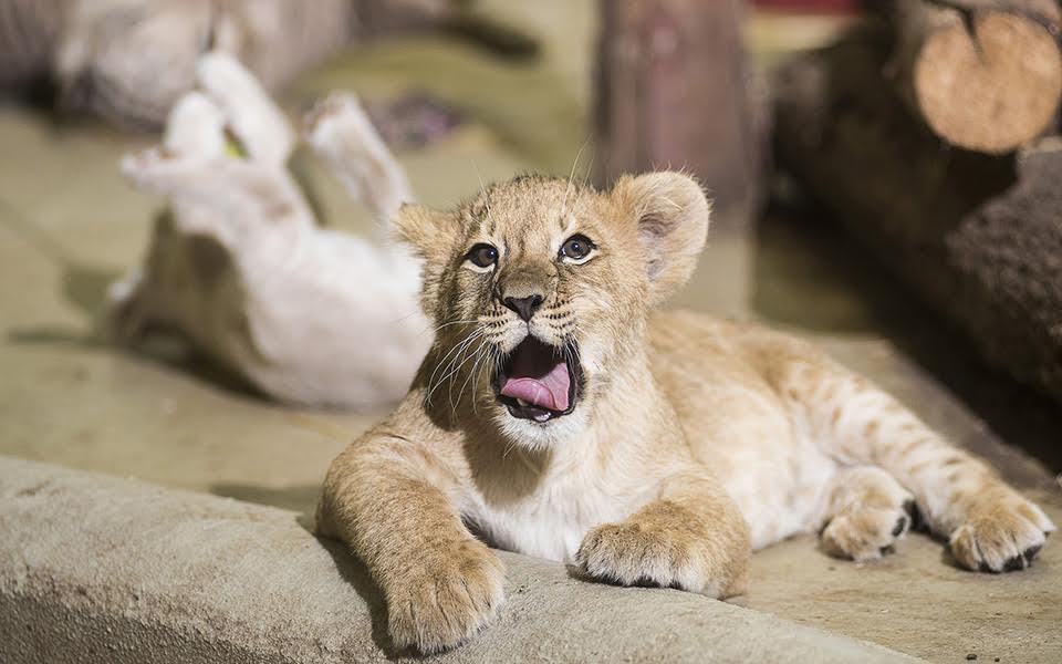 φωτογραφήματα-2161121
