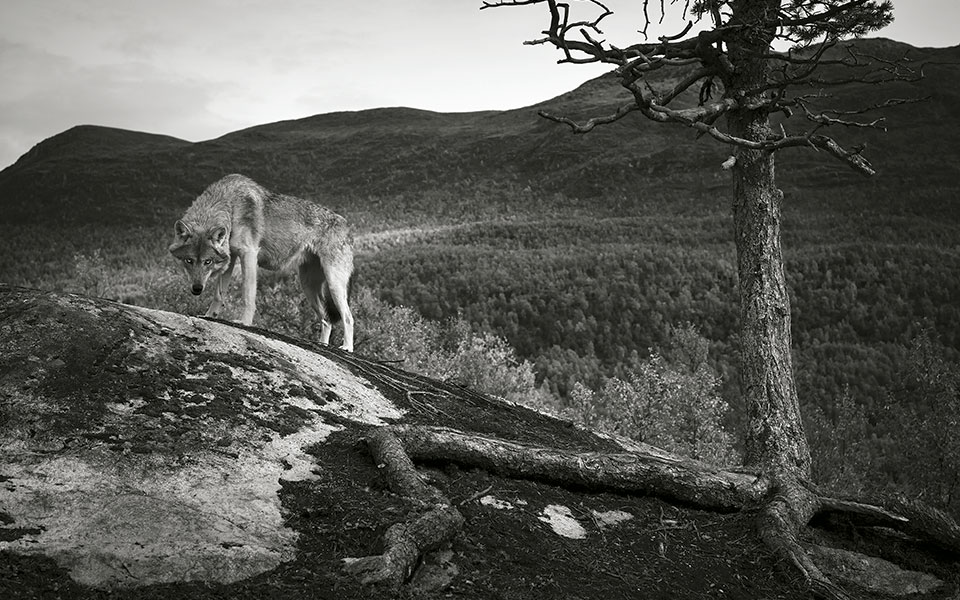 λύκοι-στην-πάρνηθα-η-μεγάλη-επιστροφή-2159429
