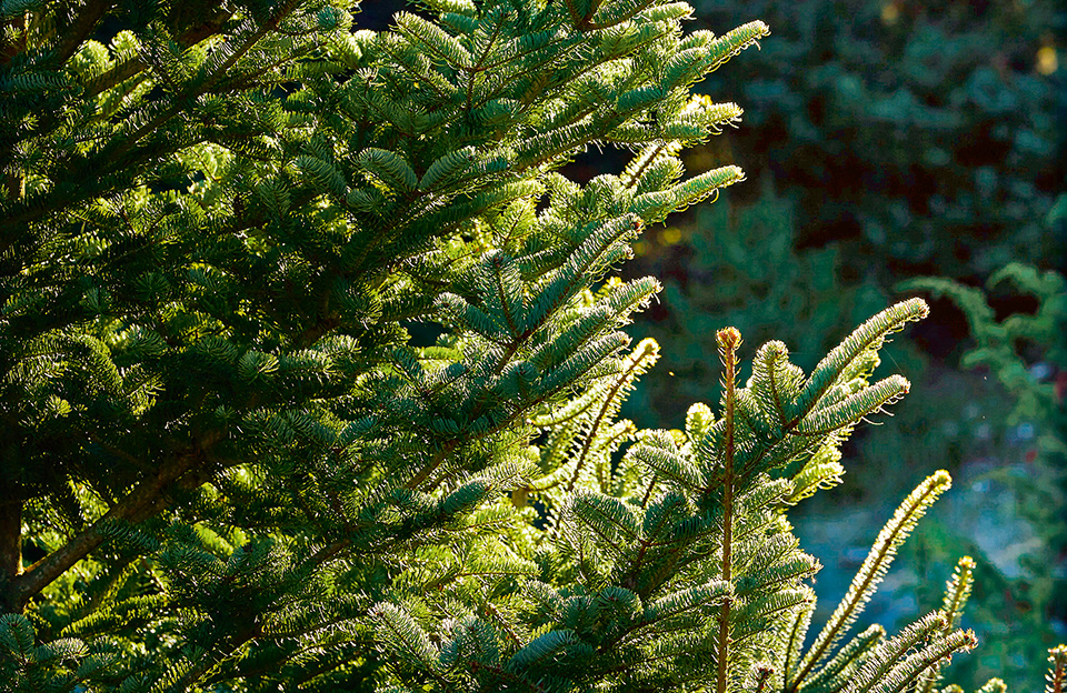 αφιέρωμα-τα-χριστούγεννα-μένουμε-ελλ-2164692