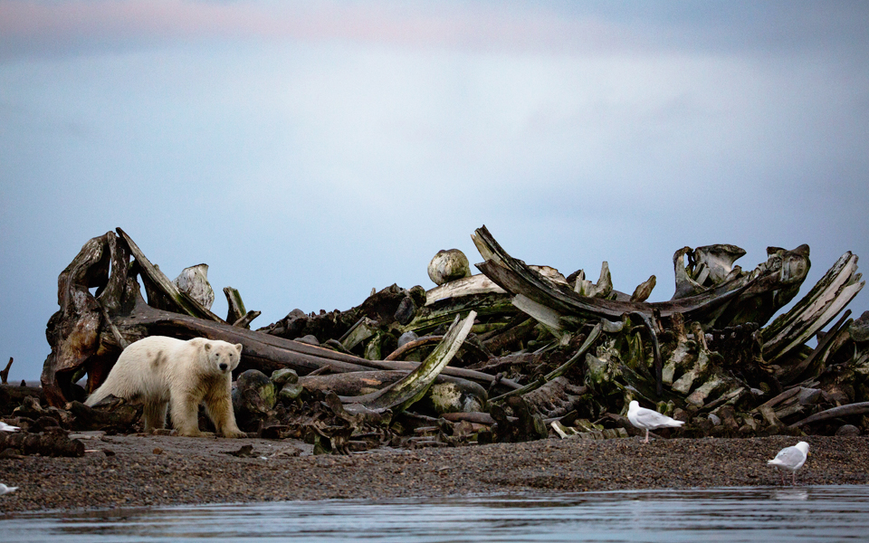 οι-πολικές-αρκούδες-γίνονται-κλιματι-2166533