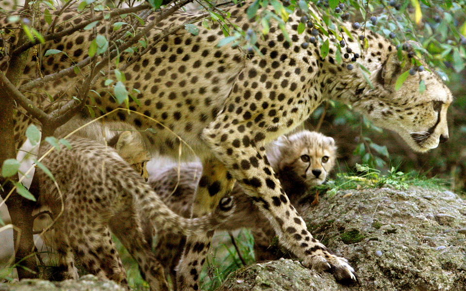 aμεσος-ο-κίνδυνος-αφανισμού-των-τσιτάχ-2167630