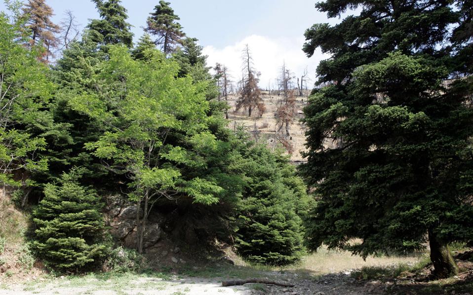 στο-ράφι-τα-αληθινά-έλατα-2164044