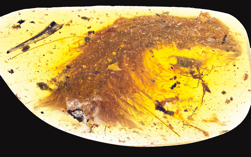 ουρά-δεινοσαύρου-με-φτερά-βρέθηκε-δια-2164760