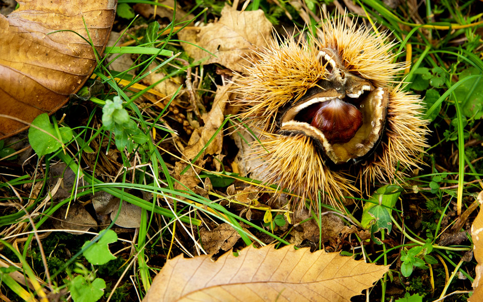 καστανίτσα-αρκαδίας-στο-χωριό-όπου-στ-2163620