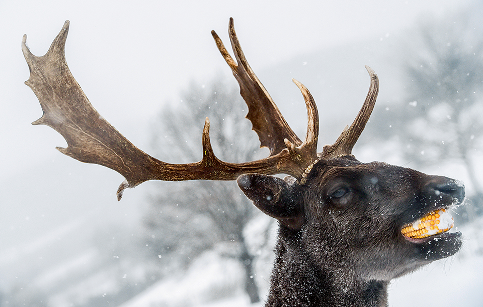 η-λιχουδιά-του-ελαφιού-2172688