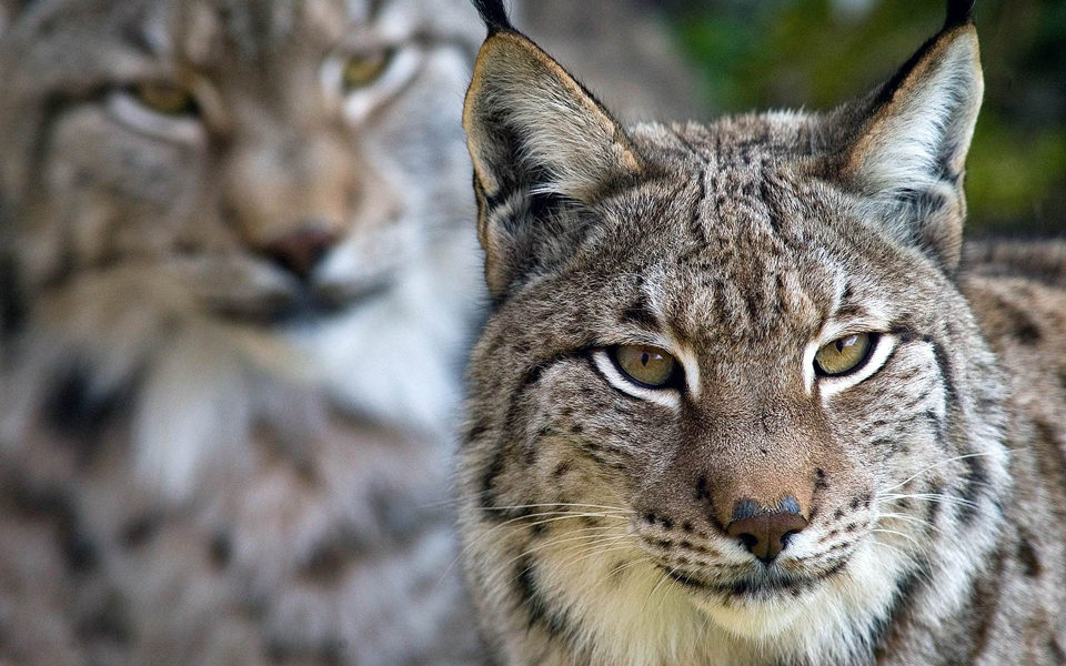 οι-φράκτες-προκαλούν-πρόβλημα-στην-άγ-2169464
