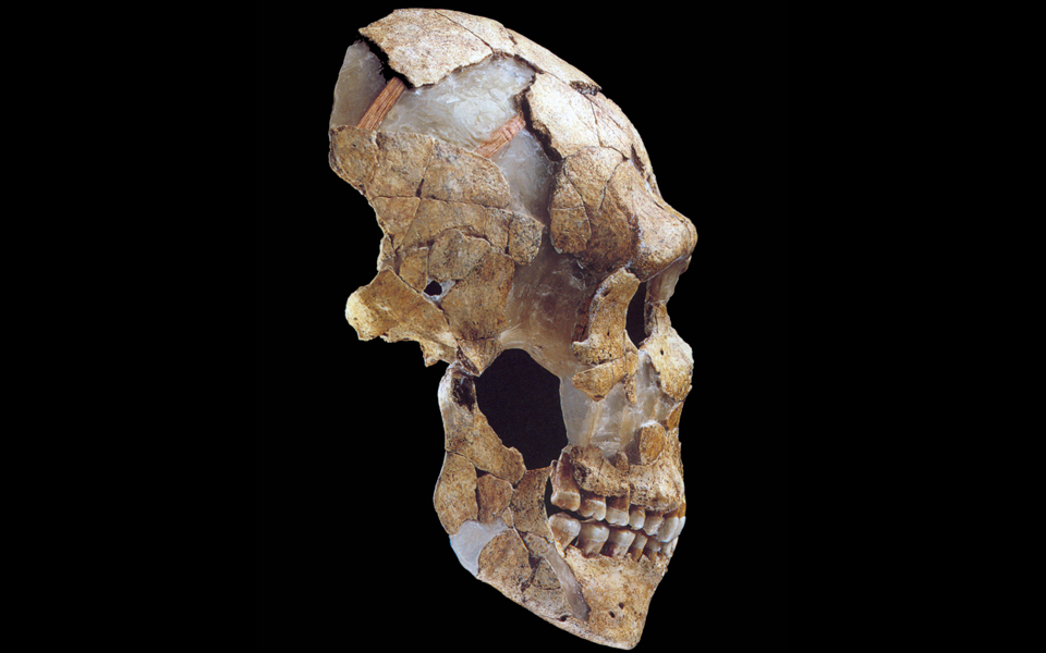 κοινοί-πρόγονοι-homo-sapiens-νεάντερταλ-2169817