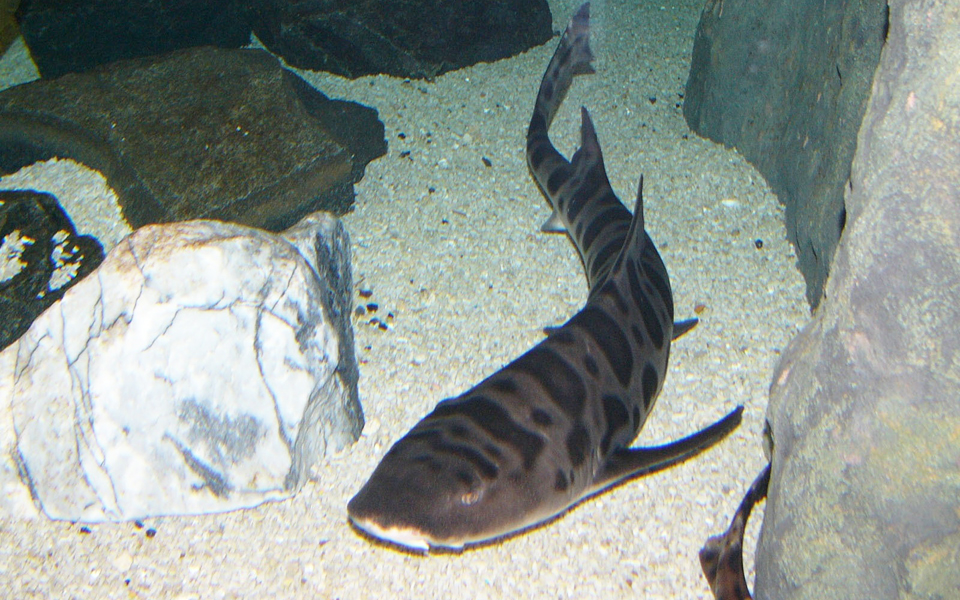 kαρχαρίας-βρήκε-τρόπο-να-αναπαραχθεί-χ-2170582