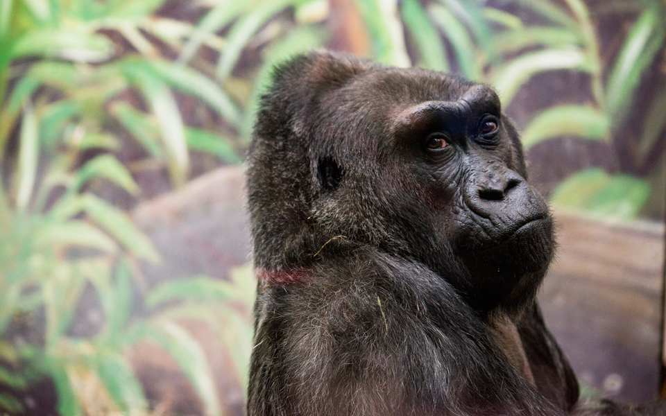 πολλά-πρωτεύοντα-απειλούνται-με-αφαν-2170957