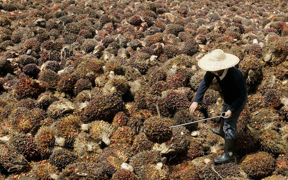 διεθνές-debate-για-το-φοινικέλαιο-2171212