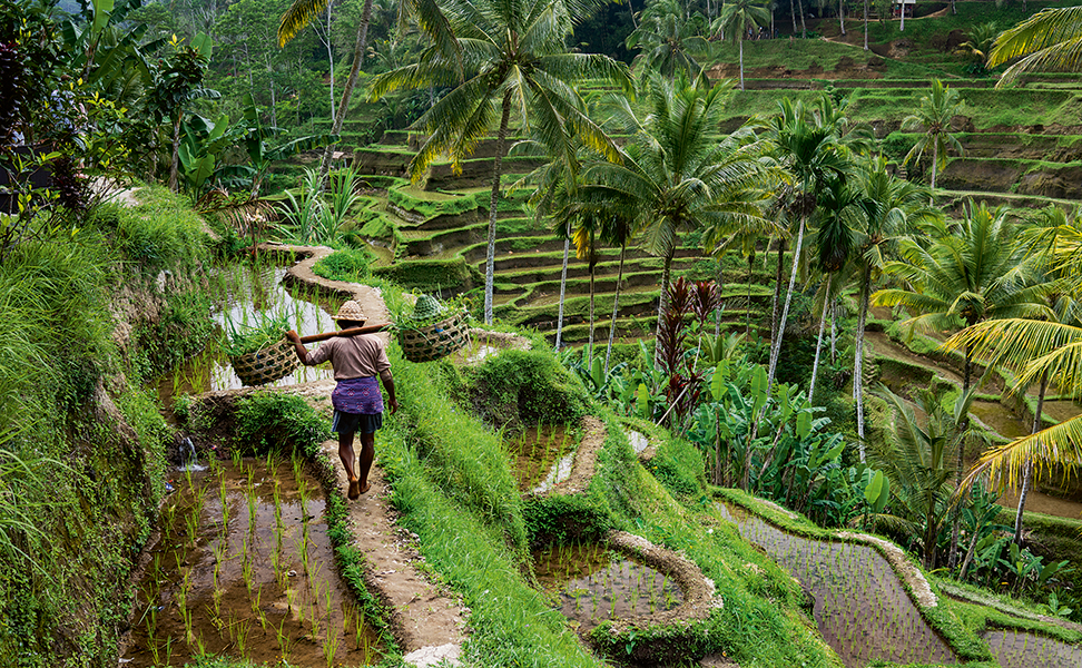 ubud-η-χρυσή-τομή-2172061