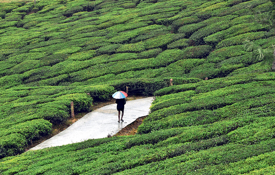 κουβέρτα-από-τσάι-2168562