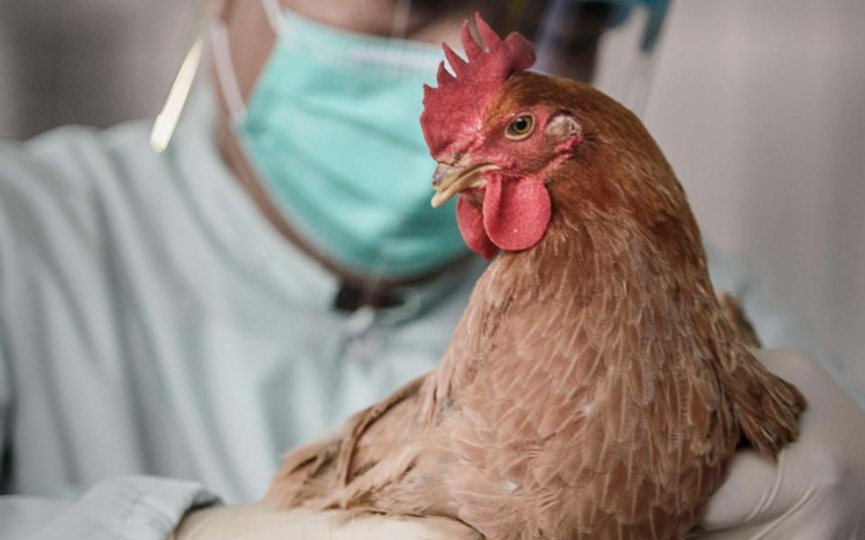οιε-kρούσματα-της-γρίπης-των-πτηνών-h5n8-σε-2170657