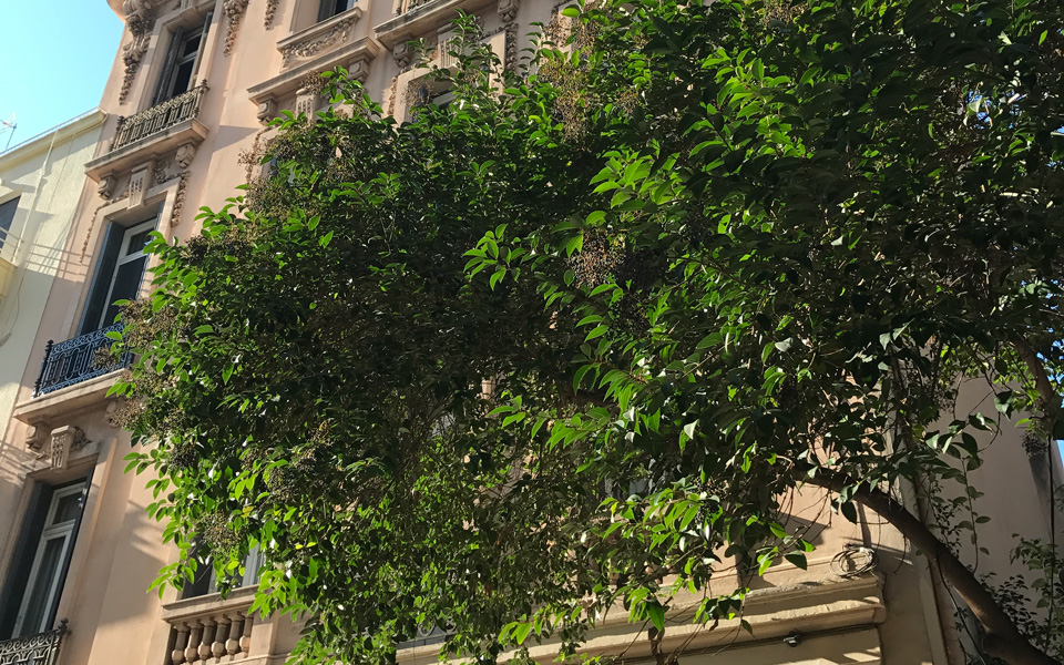 από-την-οδό-νίκης-ώς-τη-μητρόπολη-με-ζιγ-2168828