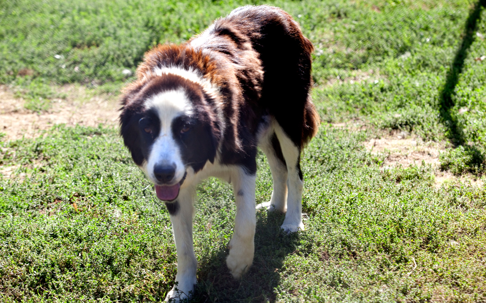 επιχείρηση-διάσωσης-ποιμενικού-2173691