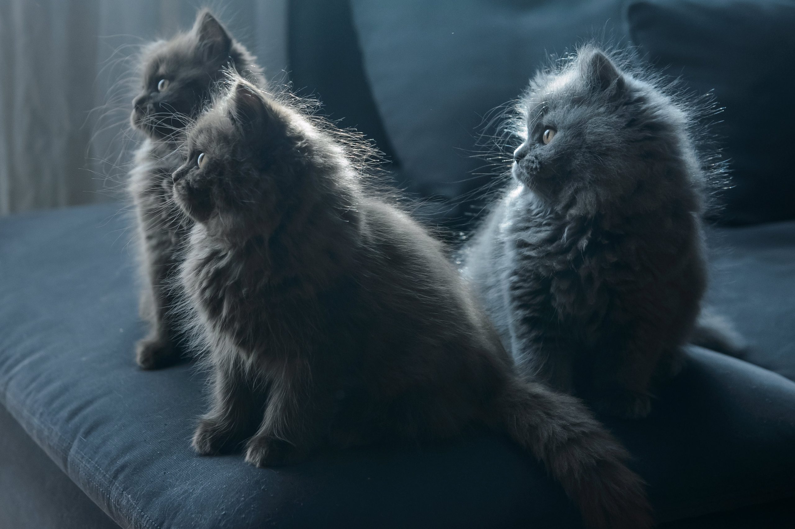 φωτογραφήματα-2175748