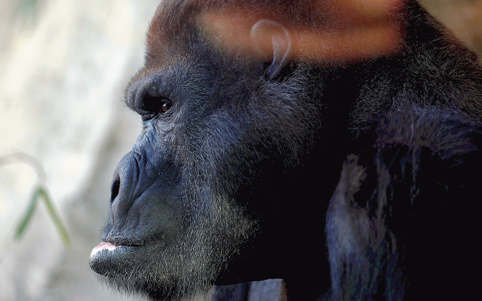 μήπως-δεν-κατάλαβε-2174730