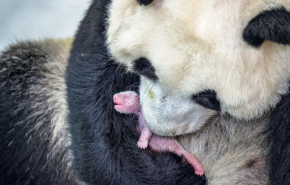 mια-τρυφερή-αγκαλιά-2175920