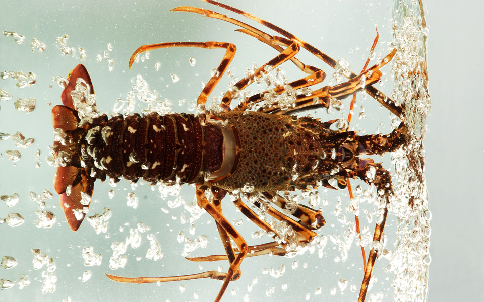 αστακός-και-ξερό-ψωμί-2176478