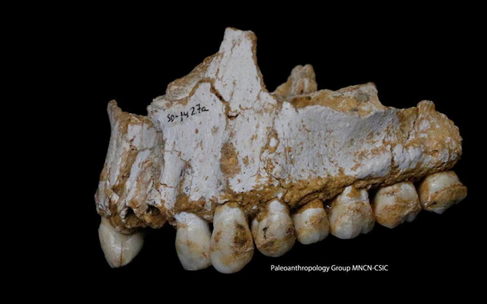 η-μασέλα-του-νεάντερταλ-αποκαλύπτει-χ-2179175