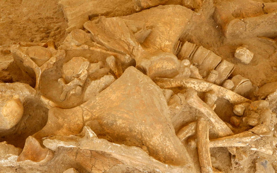 επαναφορά-αφανισμένων-ειδών-εις-βάρο-2181287