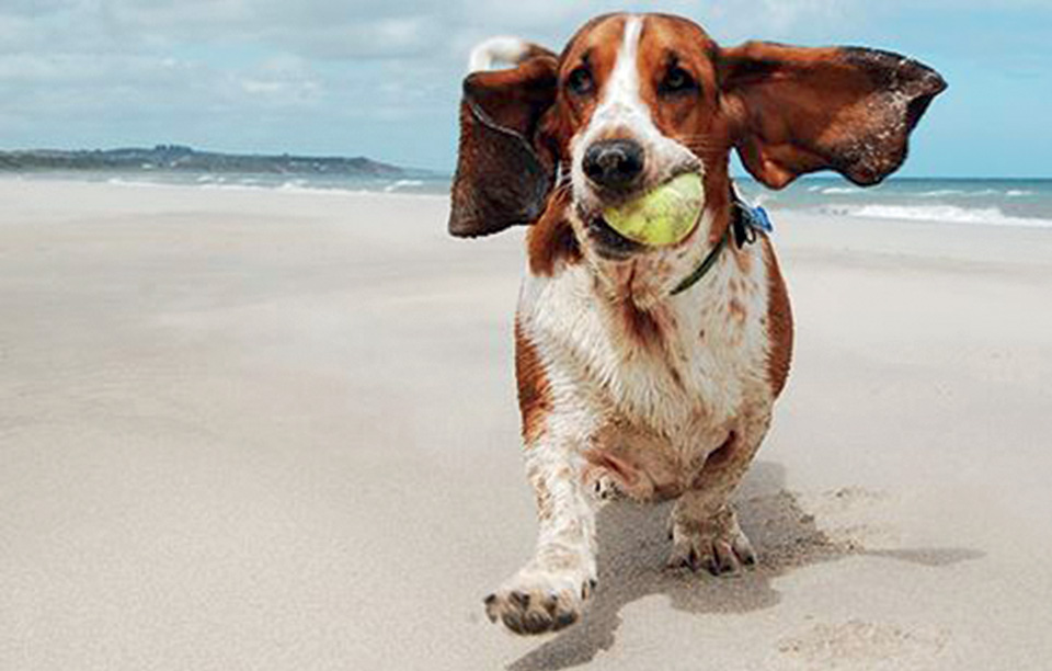 διακοπές-στην-ελλάδα-με-το-κατοικίδιό-2182794