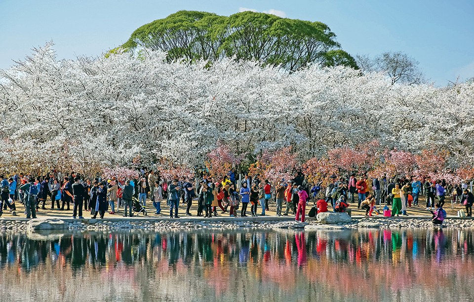 οι-κερασιές-ανθίζουν-και-φέτος-2182776