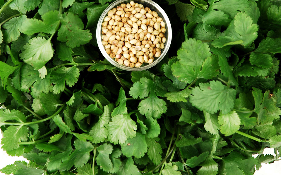 κορίανδρος-ο-εδώδιμος-2181298