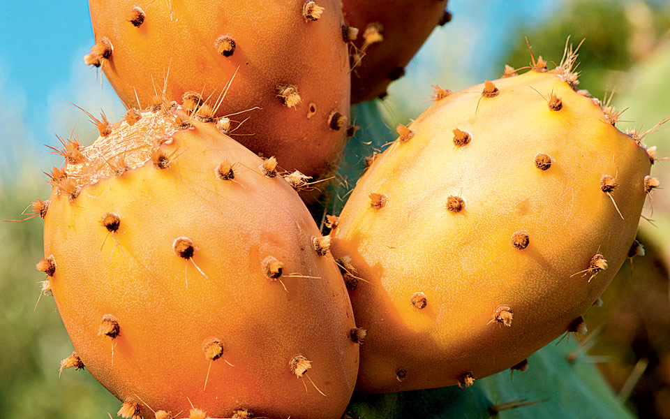 ιδιαίτερες-γεύσεις-από-φραγκόσυκο-2177639