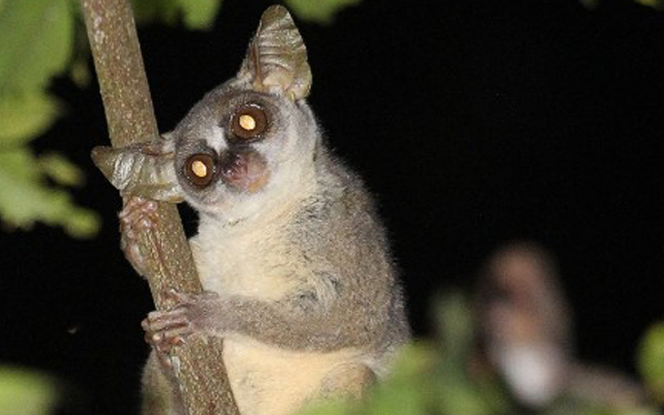 υπό-εξαφάνιση-πρωτεύον-που-ανακαλύφθ-2184805